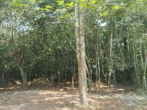タ・プローム の体験記と写真:画像4