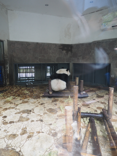 成都パンダ繁育研究基地 (成都大熊猫繁育研究基地):画像19