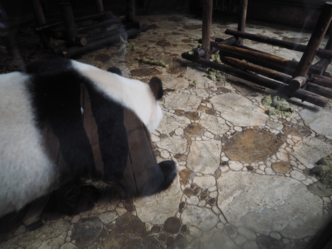成都パンダ繁育研究基地 (成都大熊猫繁育研究基地):画像20