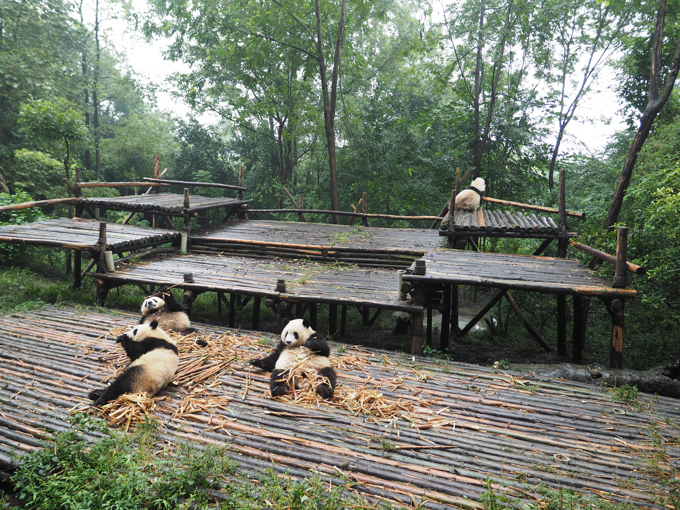 成都パンダ繁育研究基地 (成都大熊猫繁育研究基地):画像27