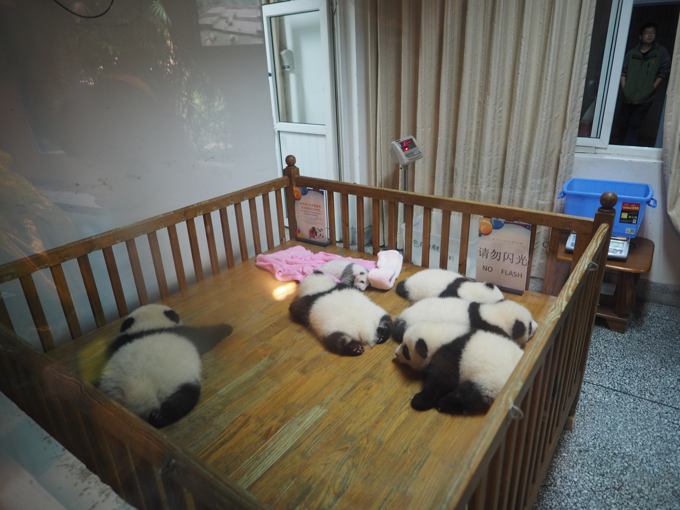 成都パンダ繁育研究基地 (成都大熊猫繁育研究基地):画像33