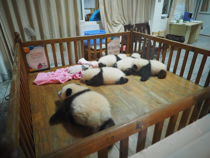 成都パンダ繁育研究基地 (成都大熊猫繁育研究基地):画像34