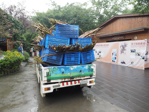 成都パンダ繁育研究基地 (成都大熊猫繁育研究基地):画像36