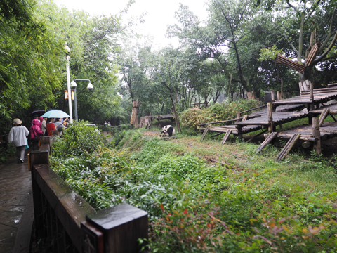 成都パンダ繁育研究基地 (成都大熊猫繁育研究基地):画像37