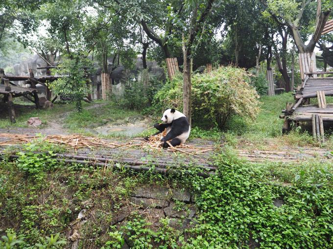 成都パンダ繁育研究基地 (成都大熊猫繁育研究基地):画像38