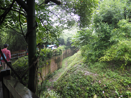 成都パンダ繁育研究基地 (成都大熊猫繁育研究基地):画像42