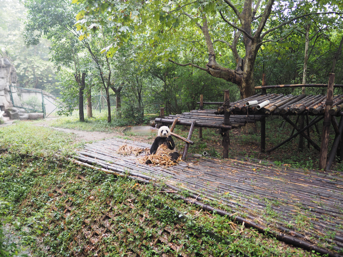 成都パンダ繁育研究基地 (成都大熊猫繁育研究基地):画像48