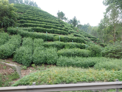 峨眉山報国寺 の体験記と写真:画像4