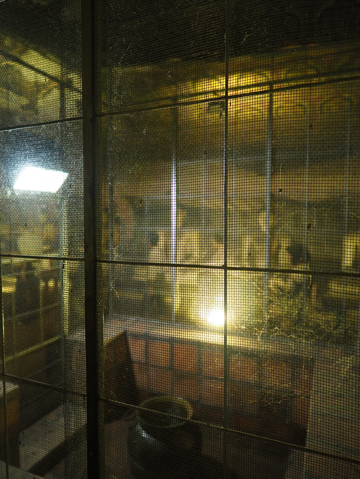 ダンブッラの黄金寺院 (ダンブッラ石窟寺院) の体験記と写真:画像39