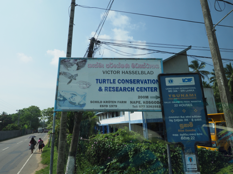 Kosgoda Turtle Conservation (ウミガメ保護センター) の体験記と写真:画像1