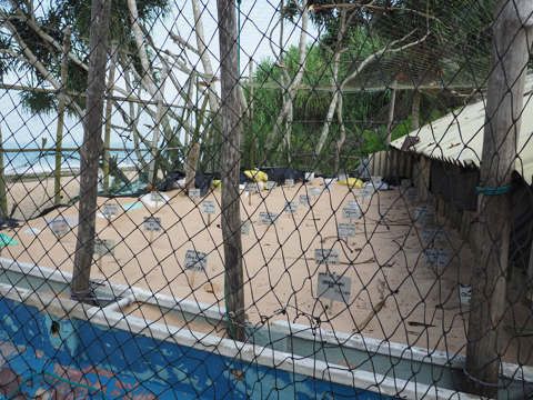 Kosgoda Turtle Conservation (ウミガメ保護センター) の体験記と写真:画像4