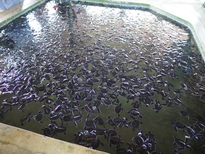 Kosgoda Turtle Conservation (ウミガメ保護センター) の体験記と写真:画像5