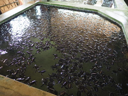 Kosgoda Turtle Conservation (ウミガメ保護センター) の体験記と写真:画像6