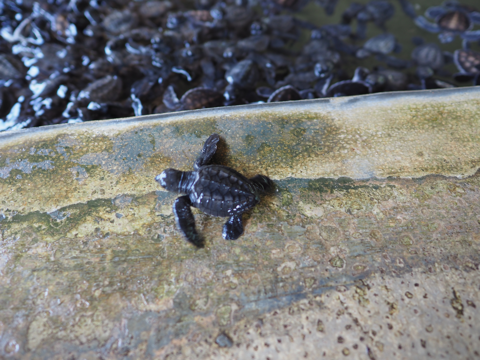 Kosgoda Turtle Conservation (ウミガメ保護センター) の体験記と写真:画像8