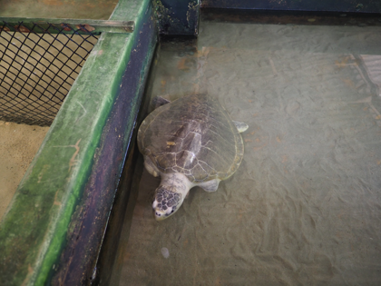 Kosgoda Turtle Conservation (ウミガメ保護センター) の体験記と写真:画像9