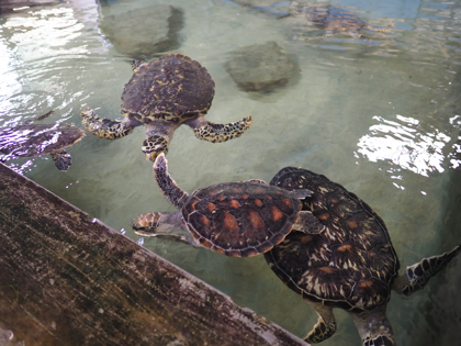 Kosgoda Turtle Conservation (ウミガメ保護センター) の体験記と写真:画像10