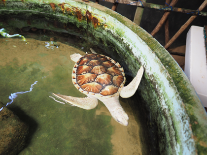 Kosgoda Turtle Conservation (ウミガメ保護センター) の体験記と写真:画像11