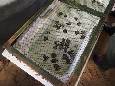 Kosgoda Turtle Conservation (ウミガメ保護センター) の体験記と写真:画像7