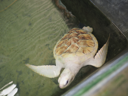 Kosgoda Turtle Conservation (ウミガメ保護センター) の体験記と写真:画像12