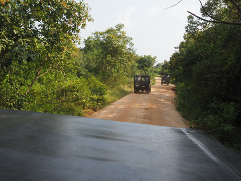 Minneriya National Park (ミンネリア国立公園 エレファントサファリ) の体験記と写真:画像7