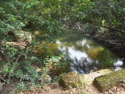 Minneriya National Park (ミンネリア国立公園 エレファントサファリ) の体験記と写真:画像11