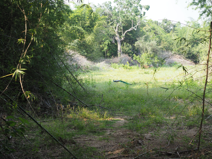 Minneriya National Park (ミンネリア国立公園 エレファントサファリ) の体験記と写真:画像12