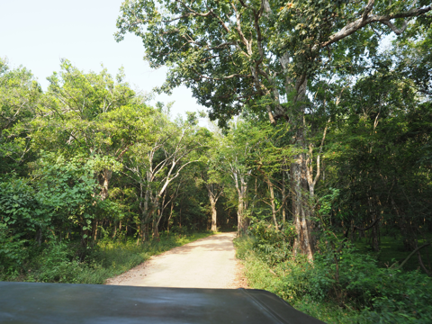Minneriya National Park (ミンネリア国立公園 エレファントサファリ) の体験記と写真:画像13