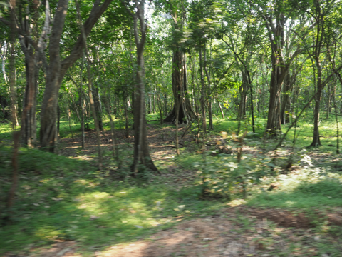 Minneriya National Park (ミンネリア国立公園 エレファントサファリ) の体験記と写真:画像14