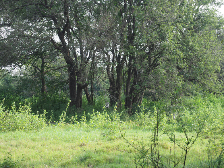Minneriya National Park (ミンネリア国立公園 エレファントサファリ) の体験記と写真:画像15