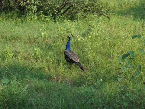 Minneriya National Park (ミンネリア国立公園 エレファントサファリ) の体験記と写真:画像16