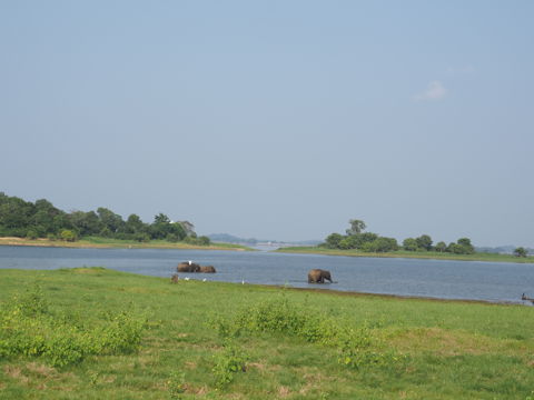 Minneriya National Park (ミンネリア国立公園 エレファントサファリ) の体験記と写真:画像18