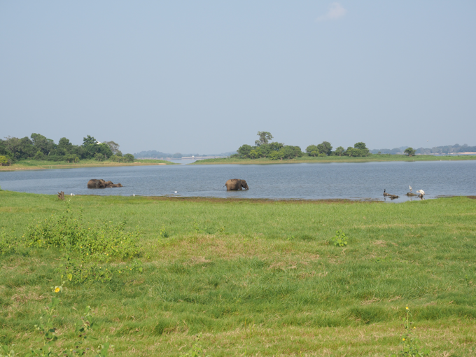 Minneriya National Park (ミンネリア国立公園 エレファントサファリ) の体験記と写真:画像19