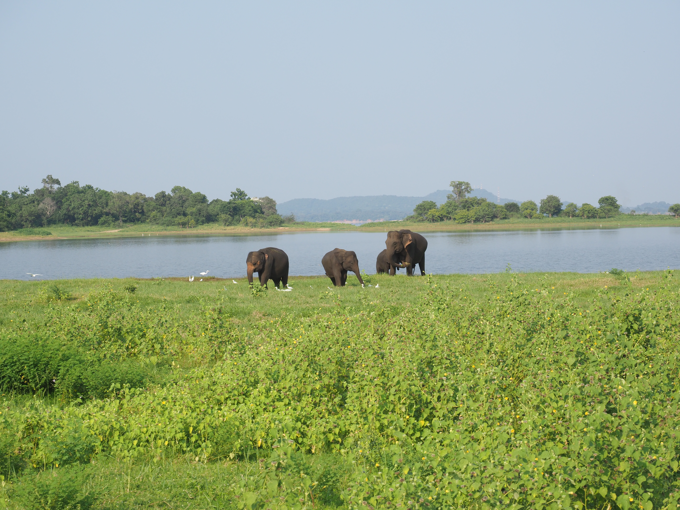 Minneriya National Park (ミンネリア国立公園 エレファントサファリ) の体験記と写真:画像20