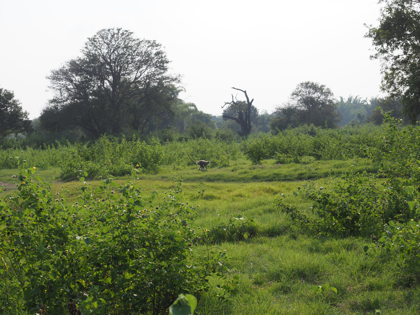 Minneriya National Park (ミンネリア国立公園 エレファントサファリ) の体験記と写真:画像21