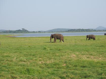 Minneriya National Park (ミンネリア国立公園 エレファントサファリ) の体験記と写真:画像24