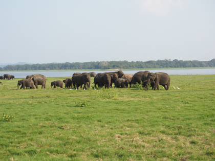 Minneriya National Park (ミンネリア国立公園 エレファントサファリ) の体験記と写真:画像25