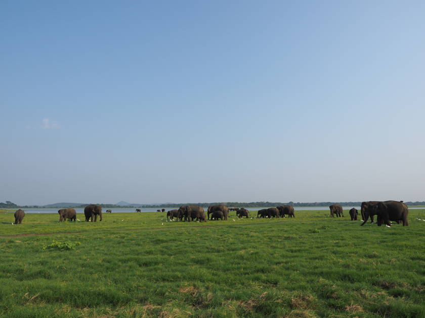 Minneriya National Park (ミンネリア国立公園 エレファントサファリ) の体験記と写真:画像37