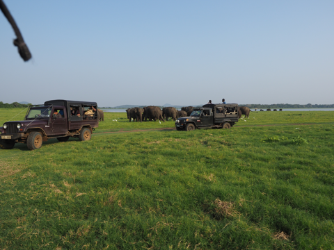 Minneriya National Park (ミンネリア国立公園 エレファントサファリ) の体験記と写真:画像26
