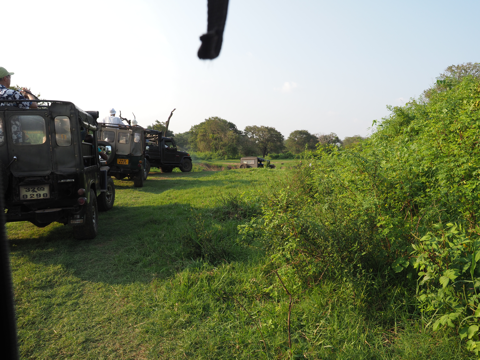 Minneriya National Park (ミンネリア国立公園 エレファントサファリ) の体験記と写真:画像27