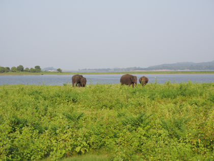 Minneriya National Park (ミンネリア国立公園 エレファントサファリ) の体験記と写真:画像29