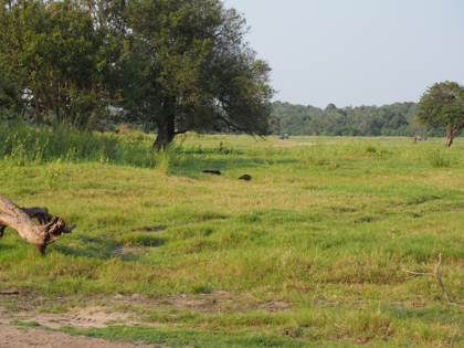 Minneriya National Park (ミンネリア国立公園 エレファントサファリ) の体験記と写真:画像30