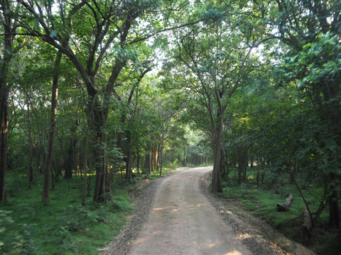 Minneriya National Park (ミンネリア国立公園 エレファントサファリ) の体験記と写真:画像31