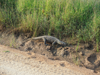 Minneriya National Park (ミンネリア国立公園 エレファントサファリ) の体験記と写真:画像33
