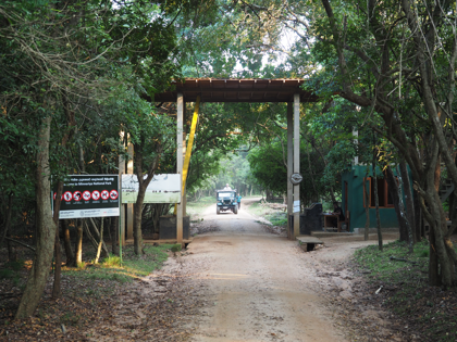 Minneriya National Park (ミンネリア国立公園 エレファントサファリ) の体験記と写真:画像34