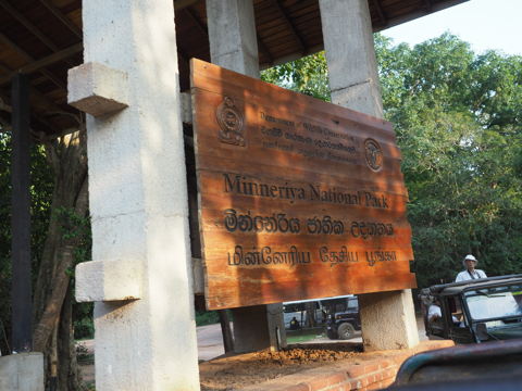Minneriya National Park (ミンネリア国立公園 エレファントサファリ) の体験記と写真:画像5
