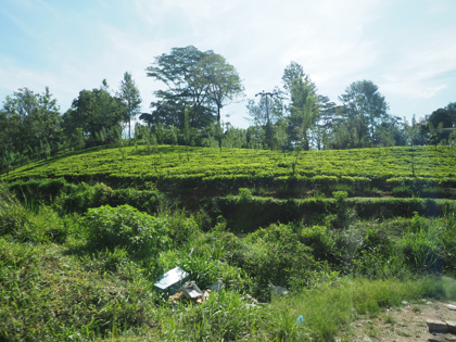 Glenloch Tea Factory の体験記と写真:画像6