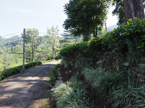 Glenloch Tea Factory の体験記と写真:画像8