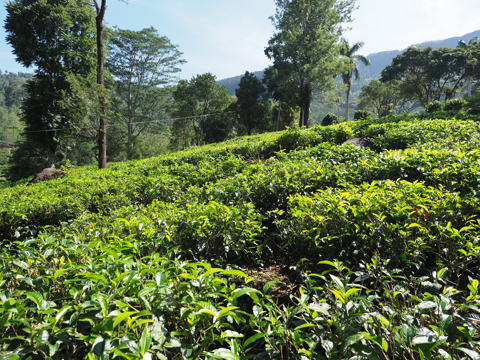 Glenloch Tea Factory の体験記と写真:画像9