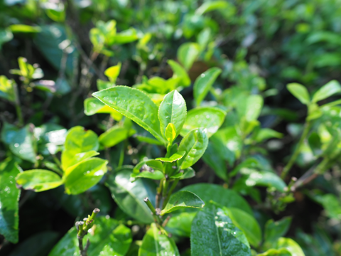 Glenloch Tea Factory の体験記と写真:画像10