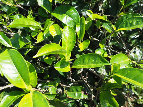 Glenloch Tea Factory の体験記と写真:画像11